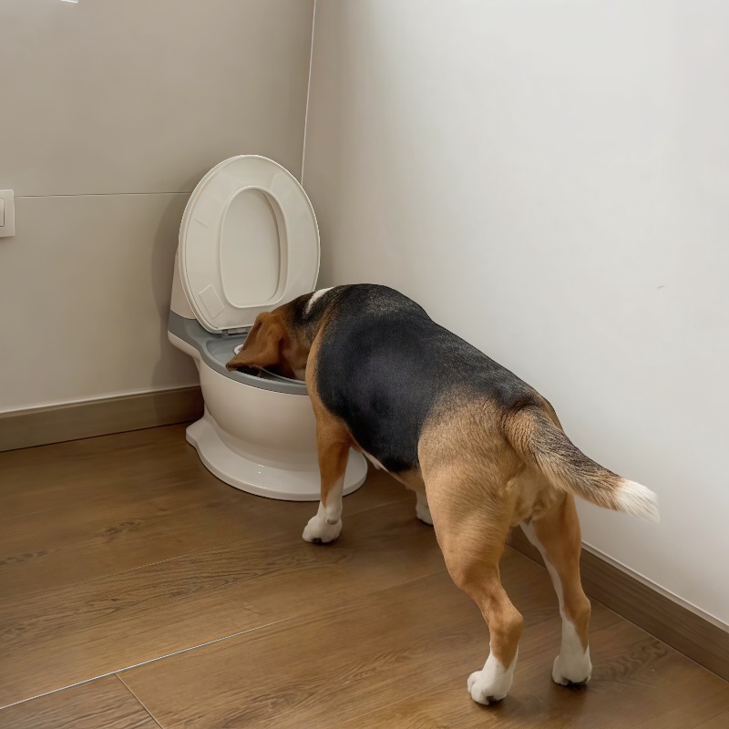 2026 New Funny Creative Shaped - Pet Feeders ulasan dan harga